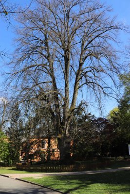 Tilia cordata - lípa srdčitá - celek jaro (památný strom)
